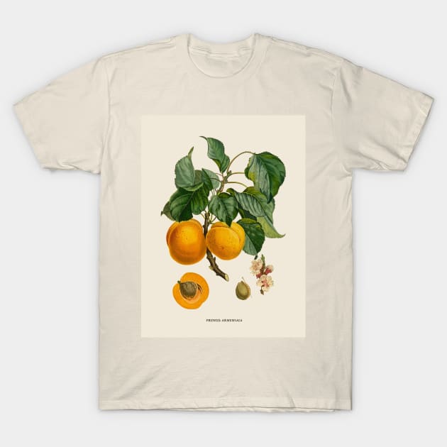 Apricot Antique Botanical Illustration T-Shirt by Antiquated Art